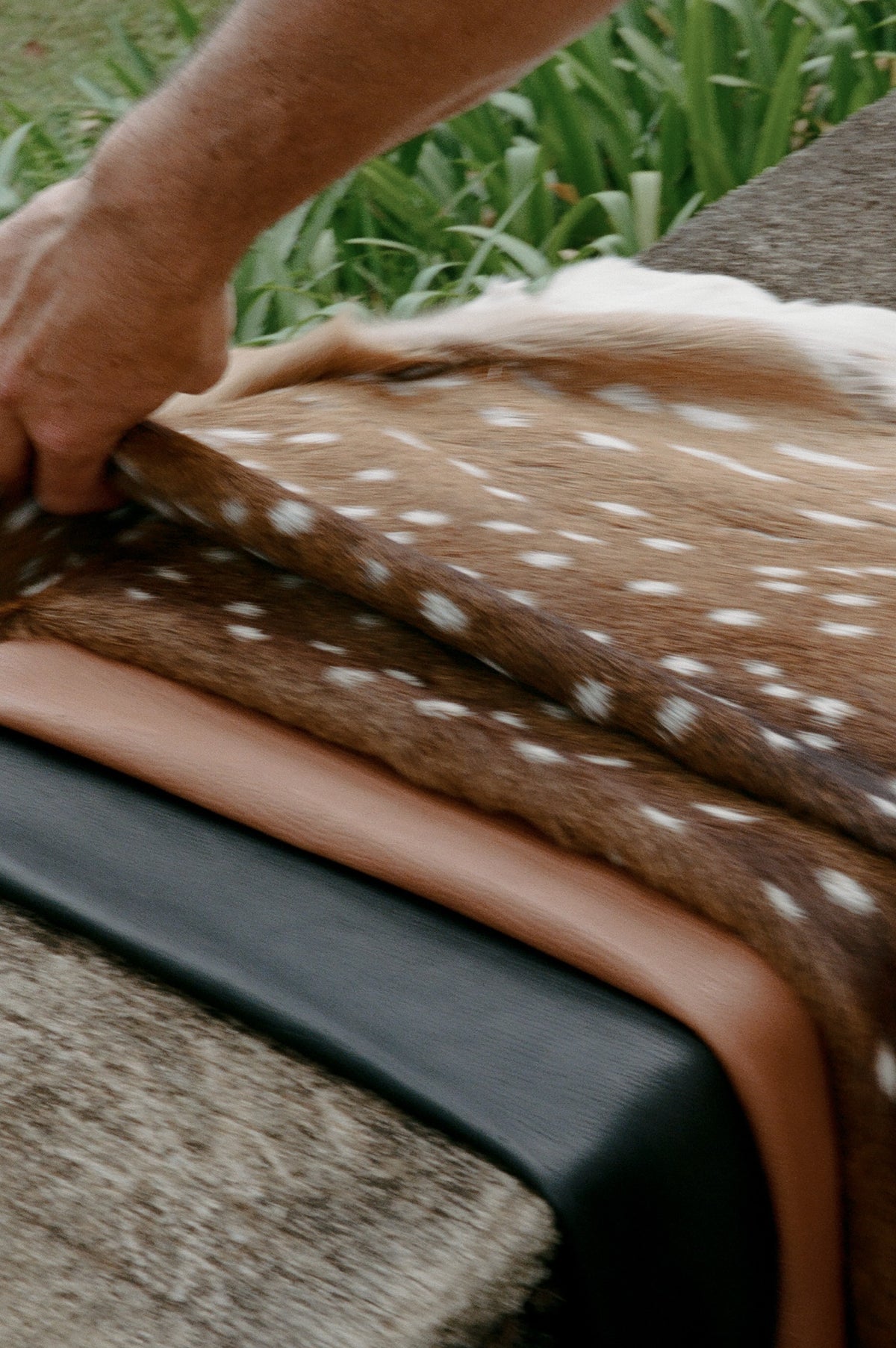 Hands folding a spotted axis deer hide over tanned leather