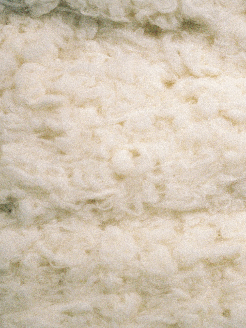Raw undyed fleece at American Woolen Mills
